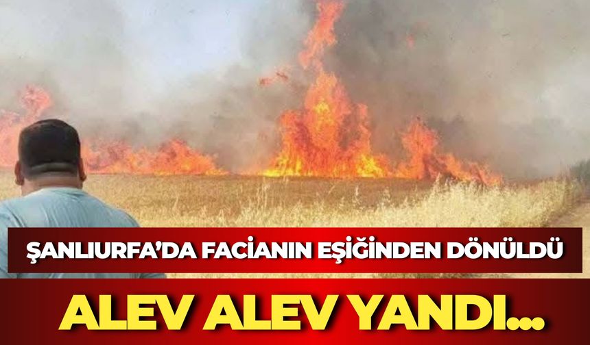 Harran’da Buğday Tarlasında Yangın: 50 Dönümlük Alan Kül Oldu