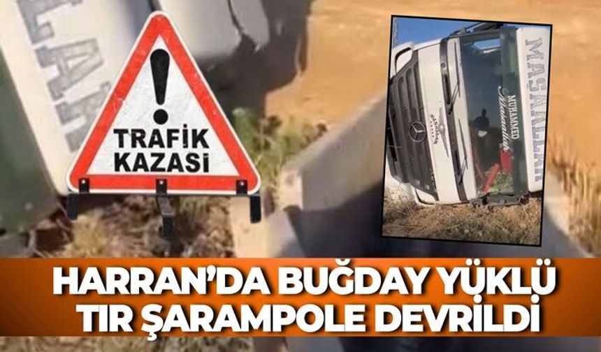 Harran’da Buğday Yüklü Tır Şarampole Devrildi: Tonlarca Buğday Yola Saçıldı