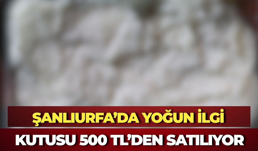 Şanlıurfa’da Doğal Koyun Kaymağına Yoğun İlgi: Kutusu 500 TL’den Satılıyor
