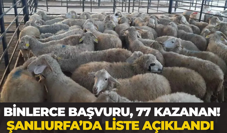 Şanlıurfa’da Hayvancılığa Destek! Projede Asil Liste Açıklandı