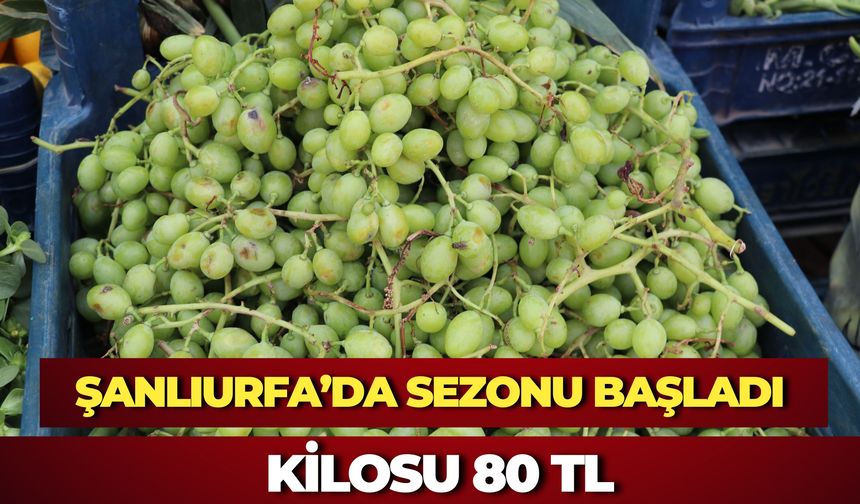 Şanlıurfa’da Sezonu Başladı: Kilosu 80 TL