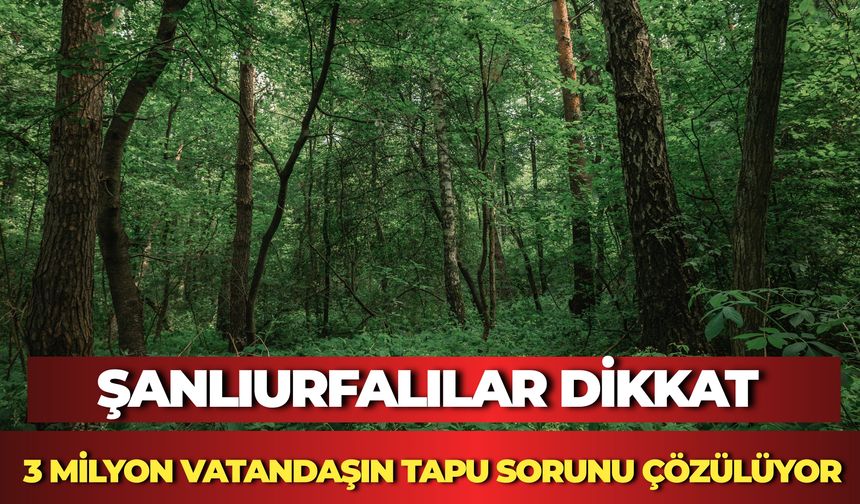 Orman Kanunu’nda Düzenleme: 3 Milyon Vatandaşın Tapu Sorununda Yeni Dönem