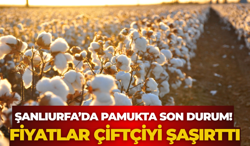 Şanlıurfa’da Pamukta Son Durum! Fiyatlar Çiftçiyi Şaşırttı