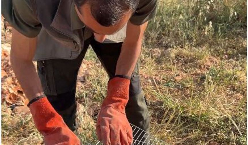 Şanlıurfa'da Bitkin Düşen Arı Şahini Yeniden Özgür