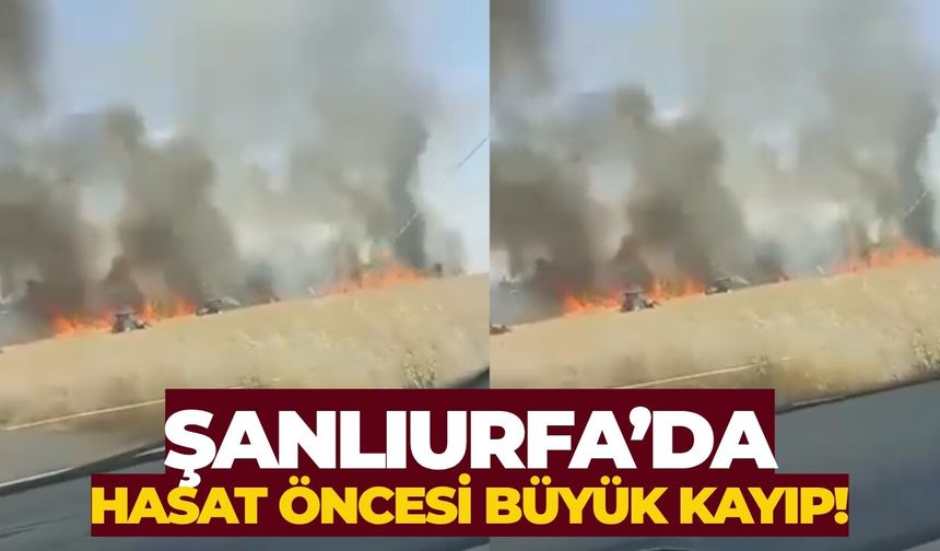 Şanlıurfa Akçakale’de Hasat Öncesi Büyük Kayıp!