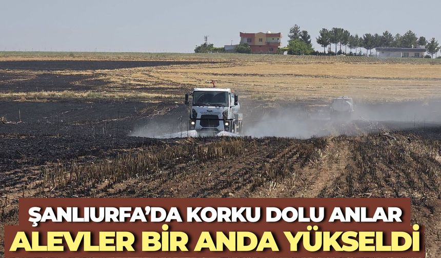 Şanlıurfa Ceylanpınar’da Arazi Yangını