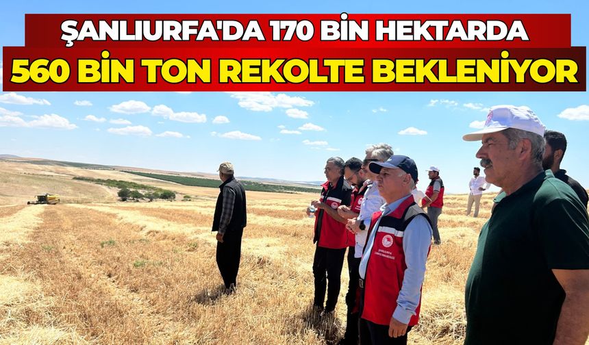 Şanlıurfa’da Arpa Bereketi: 170 Bin Hektarda 560 Bin Ton Rekolte Bekleniyor