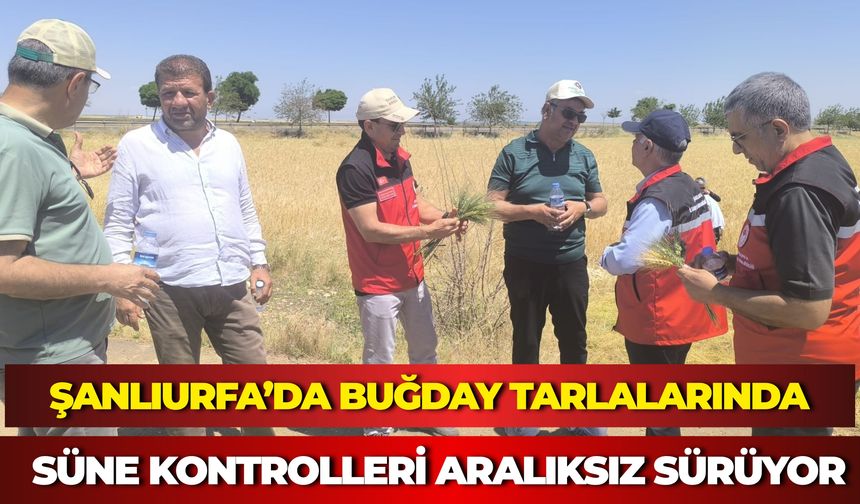 Şanlıurfa’da Buğday Tarlalarında Süne Kontrolleri Aralıksız Sürüyor