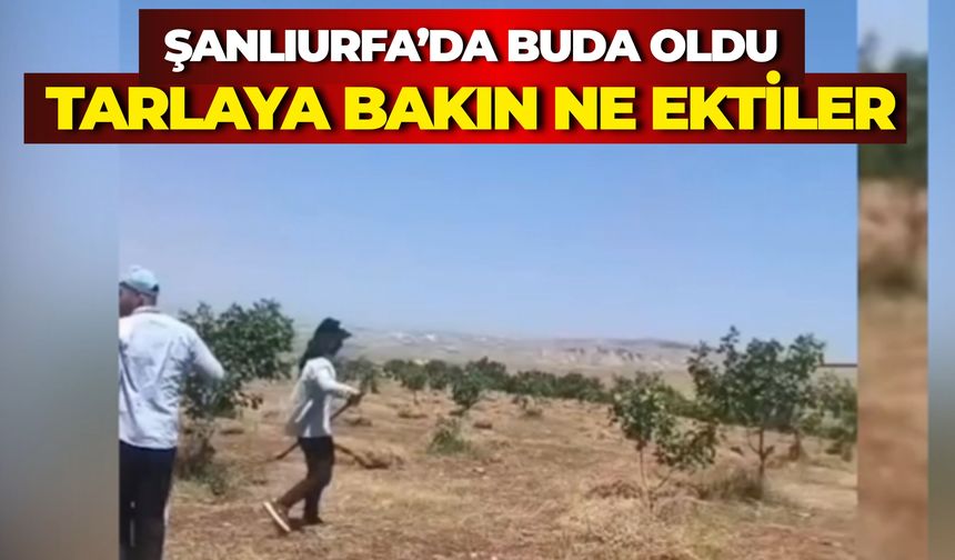 Şanlıurfa’da Dikkat Çeken Tarım Modeli: Fıstık Bahçesinde Kırmızı Mercimek Hasadı