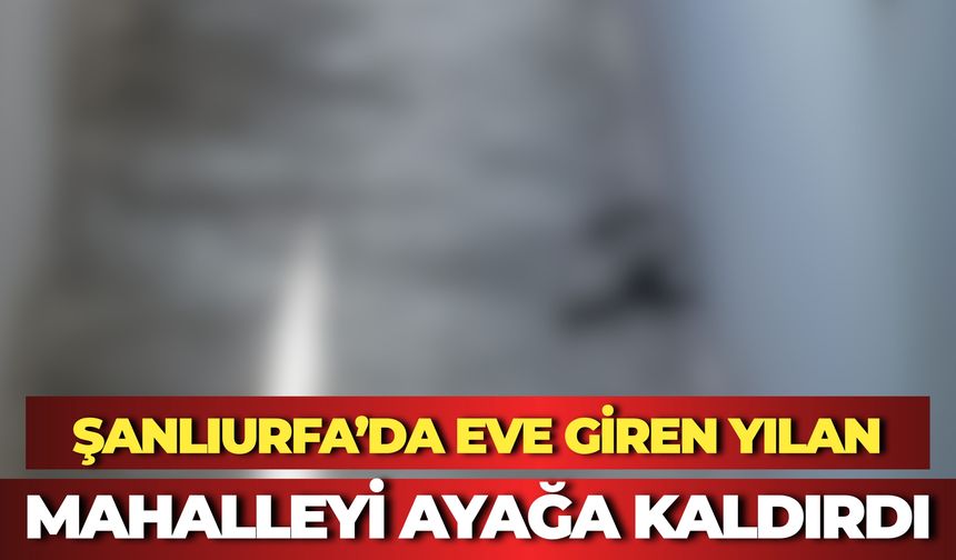 Akçakale’de Mahalleyi Ayağa Kaldıran Dev Karayılan: Çocuklar Panikle Evlerden Çıktı