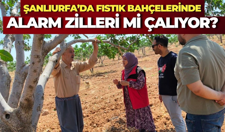Şanlıurfa’da Fıstık Bahçeleri Mercek Altına Alındı