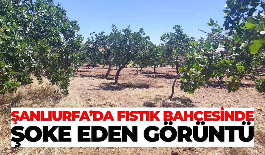 Şanlıurfa'da Fıstık Üreticilerine Hayati Uyarı!