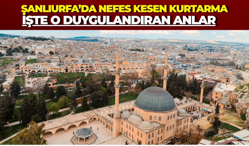 Şanlıurfa'da Bitkin Düşen Arı Şahini Yeniden Özgür