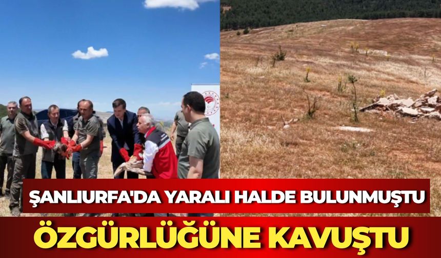 Şanlıurfa’da Tedavisi Tamamlanan Yaban Hayvanları Doğaya Salındı