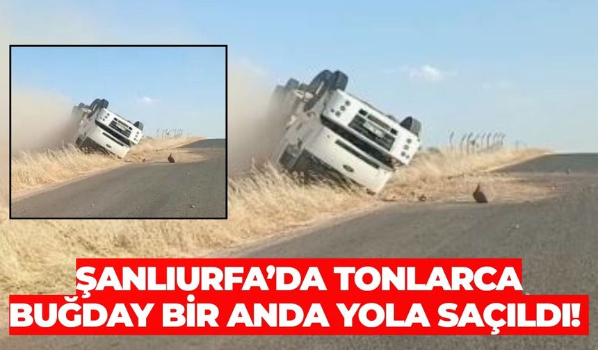 Şanlıurfa’da Tonlarca Buğday Bir Anda Yola Saçıldı!
