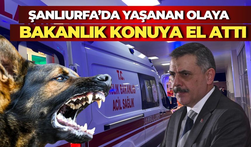 Şanlıurfa’daki Sokak Köpeği Saldırısı Olayına İlişkin İçişleri Bakanlığı Müfettiş Görevlendirdi