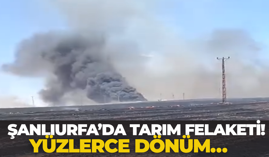 Şanlıurfa’da Yangın Dehşeti! Hasat Bekleyen Buğday Yandı