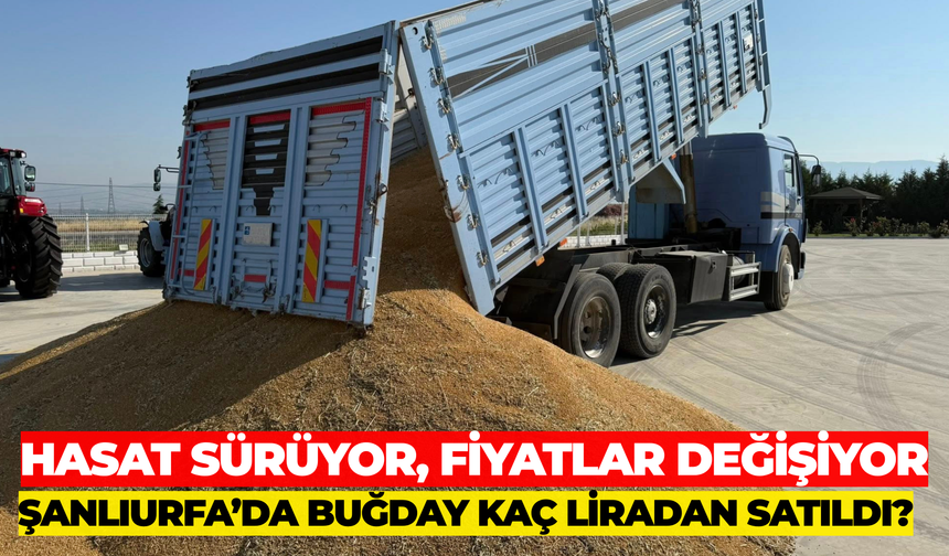 Hasat Sürüyor, Fiyatlar Değişiyor: Şanlıurfa’da Buğday Kaç Liradan Satıldı?