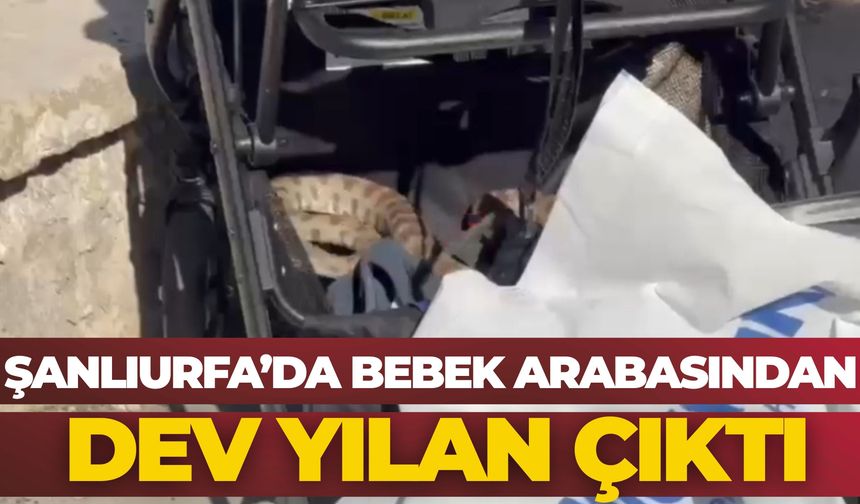 Şanlıurfa'da Korku Dolu Anlar: Bebek Arabasından Dev Yılan Çıktı