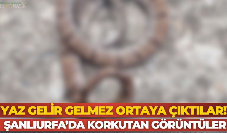Şanlıurfa’da Sıcaklar Bastırdı, Yılanlar Görülmeye Başladı