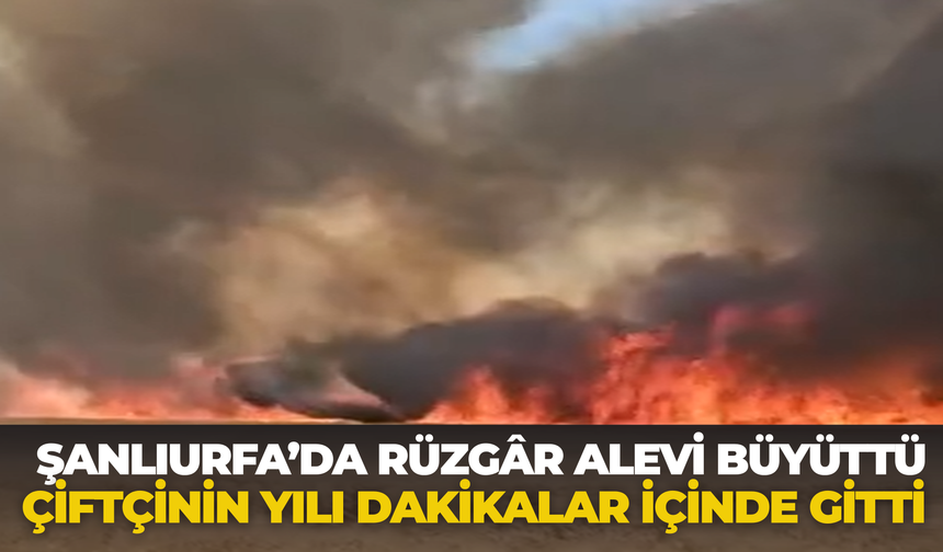 Şanlıurfa’da Rüzgar Alevi Büyüttü, Çiftçinin Yılı Dakikalar İçinde Gitti