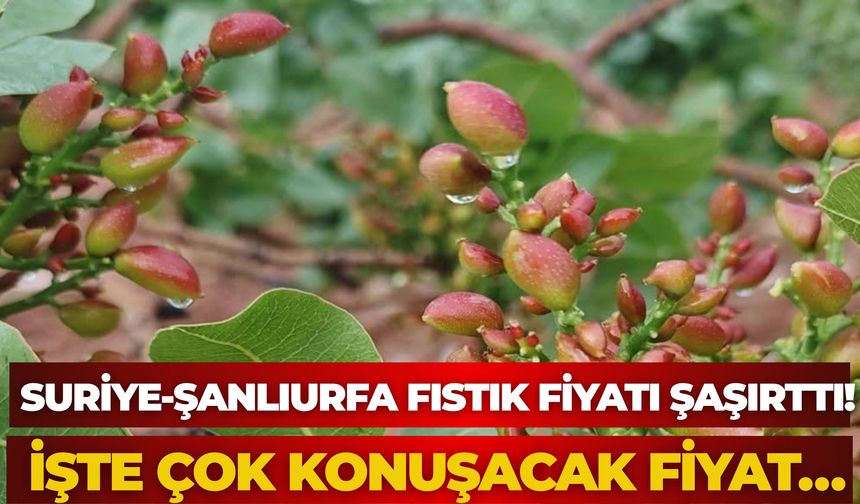 Suriye Ve Şanlıurfa Arasındaki Fıstık Fiyatı Şaşırttı! İşte Çok Konuşacak Fiyat…