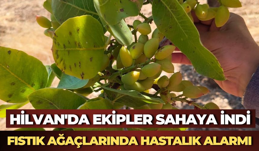 Hilvan'da Fıstık Ağaçlarında Kuruma, Zeytinlerde Hastalık Belirtisi Tespit Edildi