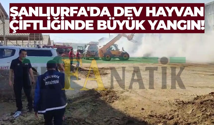 Şanlıurfa'da Dev Hayvan Çiftliğinde Büyük Yangın!