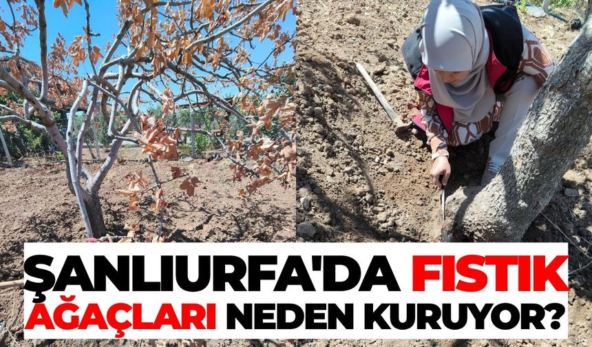 Şanlıurfa'da Fıstık Ağaçları Neden Kuruyor?