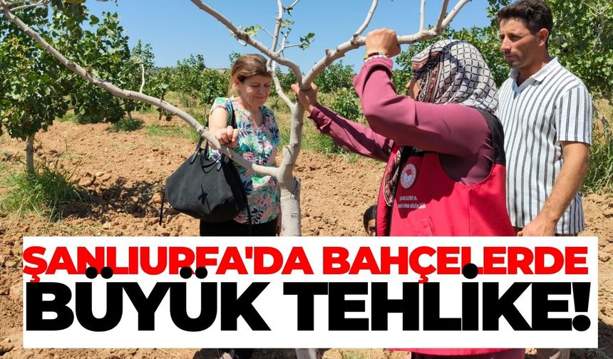 Şanlıurfa’da Fıstık ve Zeytin Bahçelerinde Zararlı Tespit Edildi