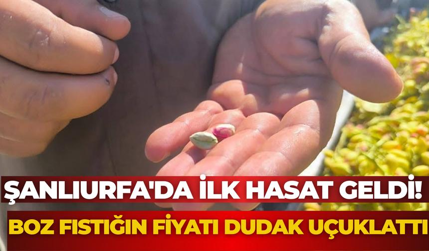 Şanlıurfa'da İlk Hasat Geldi! Boz Fıstığın Fiyatı Dudak Uçuklattı