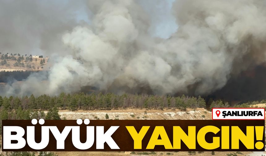 Şanlıurfa’da Ormanlık Alanda Büyük Yangın