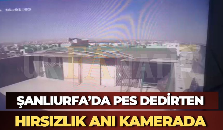 Şanlıurfa'da Pes Dedirten Hırsızlık! Güvercinleri Çalarken Kameraya Yakalandılar