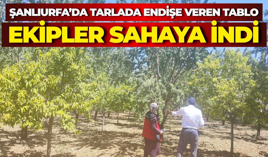 Şanlıurfa'da Üreticinin İhbarı Sonrası Ekipler Harekete Geçti
