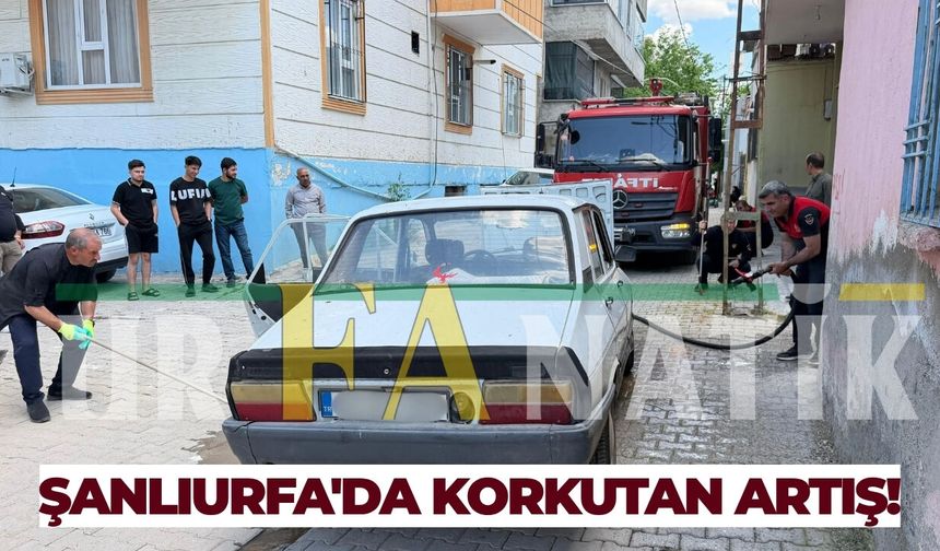 Şanlıurfa'da Yılan Vakaları Arttı