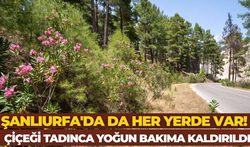 Şanlıurfa'da da Her Yerde Var! Bir Çiçeği Tadınca Yoğun Bakıma Kaldırıldı