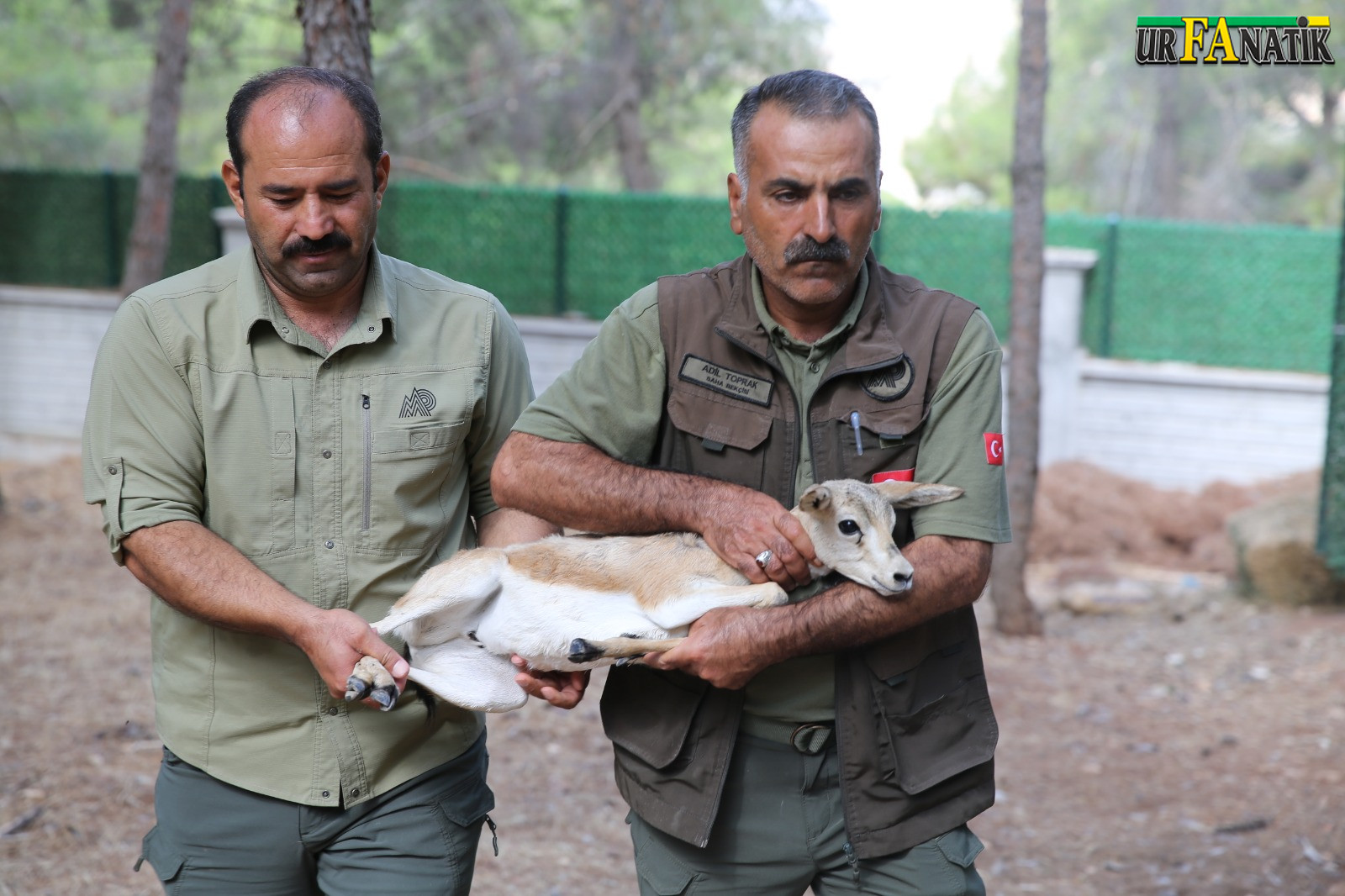 Ceylan yavrusu Şanlıurfa'da 4 başarılı ameliyat geçirdi-3