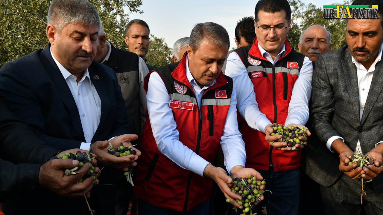 Şanlıurfa'da Zeytin Hasadı (1)