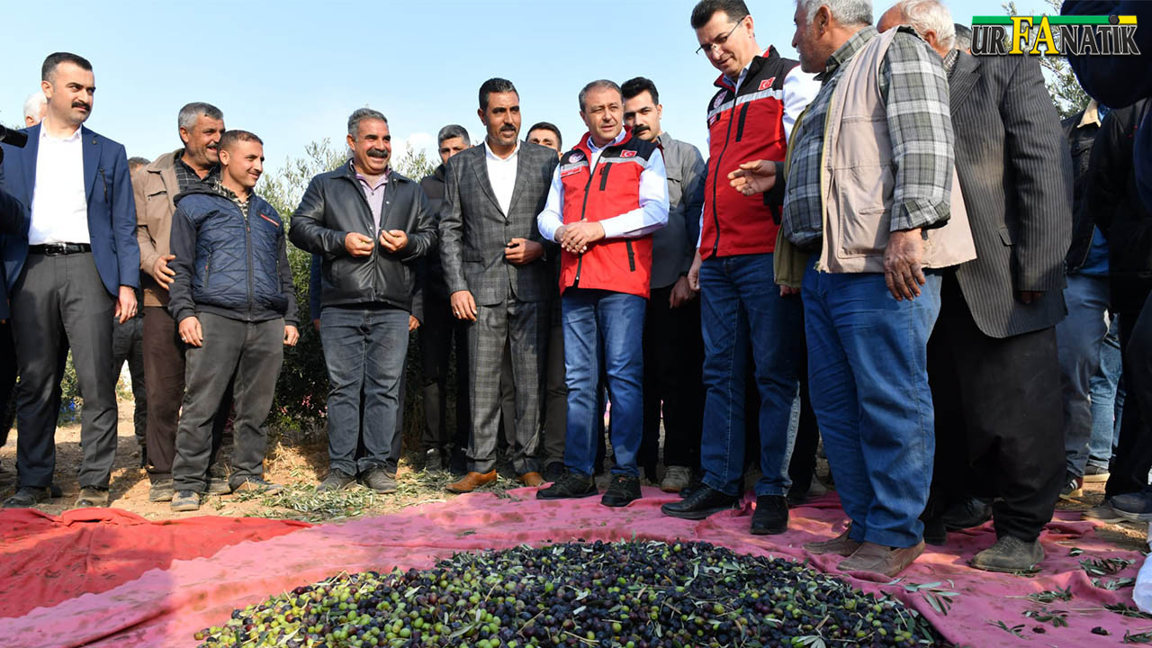 Şanlıurfa'da Zeytin Hasadı (2)