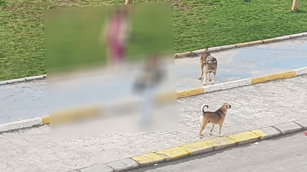 Şanlıurfa’nın O Ilçesinde Okula Gitmek Ayrı Bir Dert