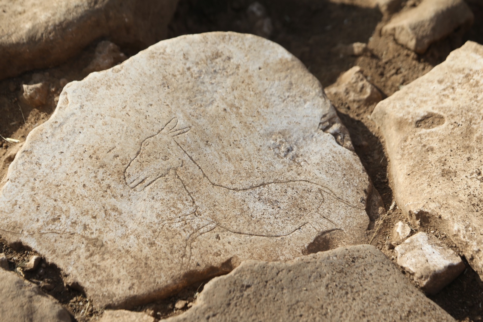 Karahantepe kazı alanında leopar kemiklerine rastlandı-4