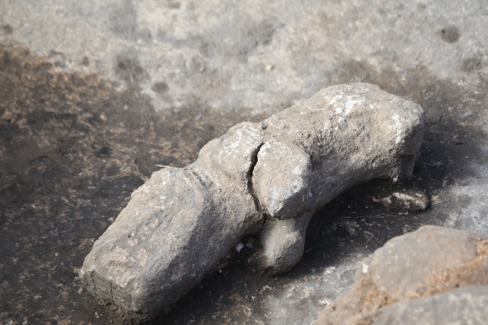 Karahantepe kazı alanında leopar kemiklerine rastlandı-3