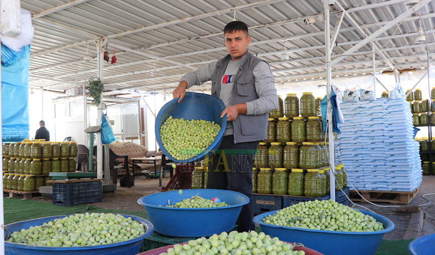 Zeytin Tezgahtaki Yerini Aldı (2)