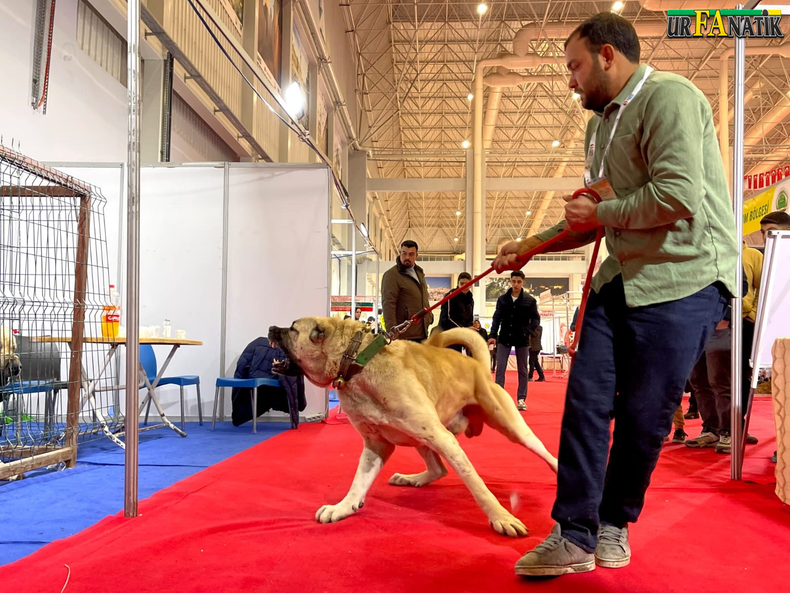 Guregh köpekleri, “Kurtboğan köpekleri