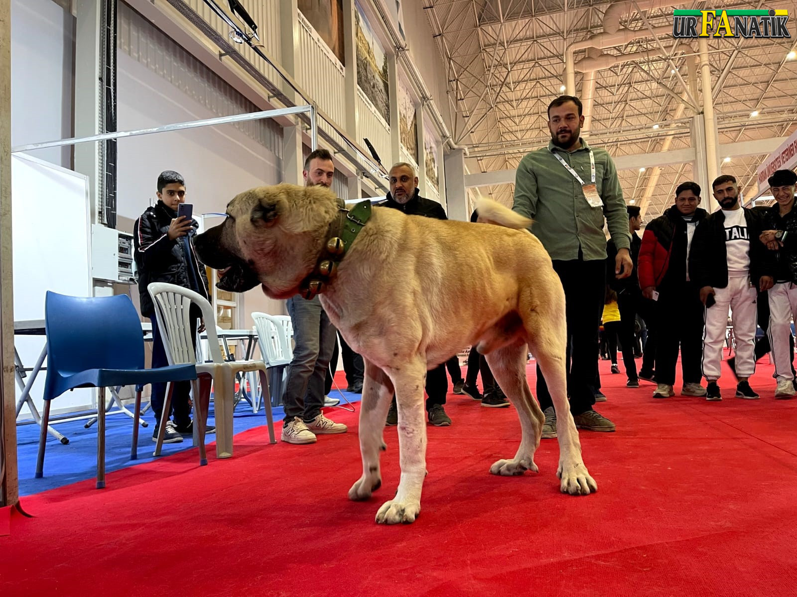 Guregh köpekleri, “Kurtboğan