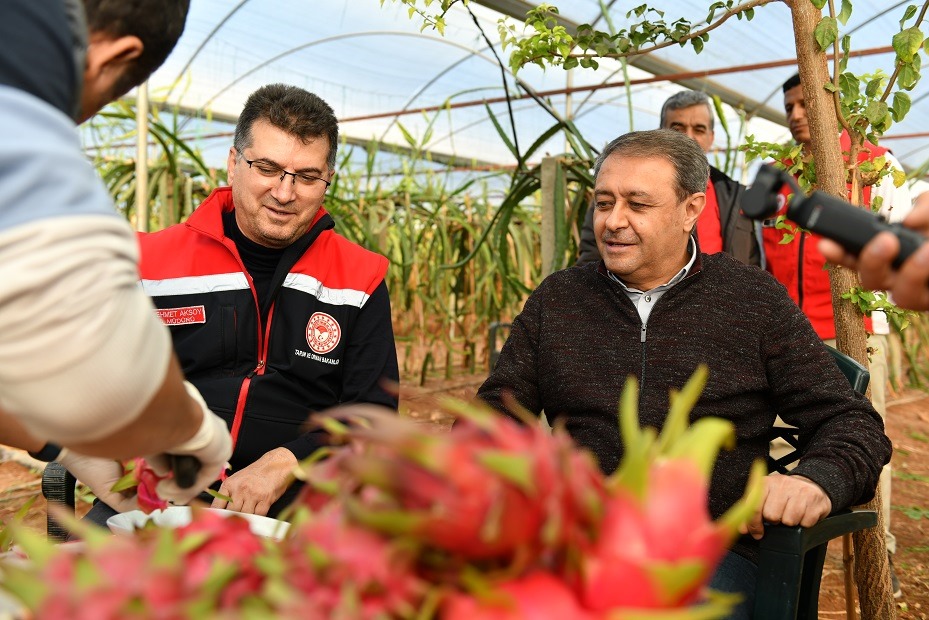 Şanlıurfa'da Ejder Meyvesi Üretilmeye Başlandı