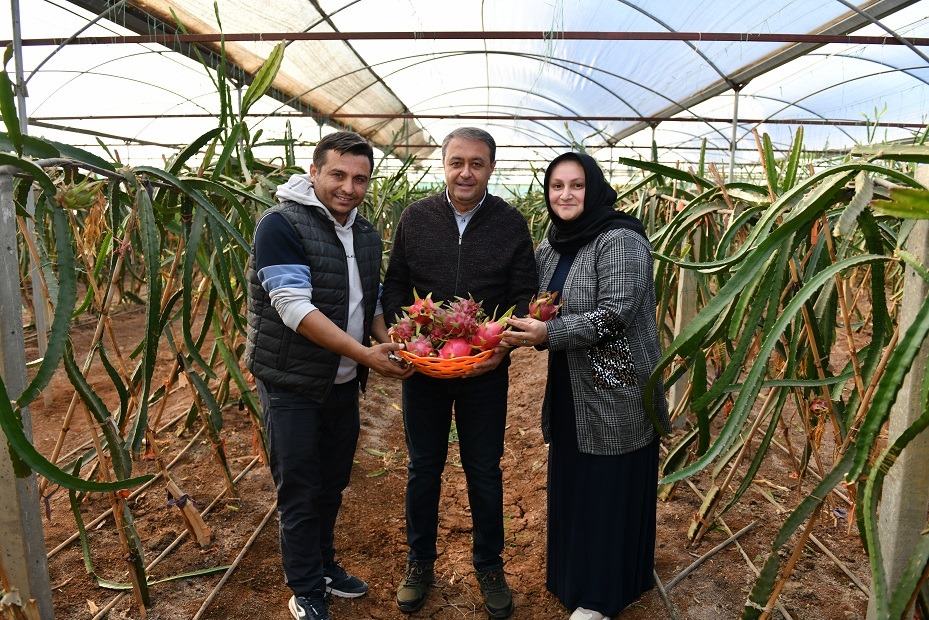 Şanlıurfa'da Ejder Meyvesi Üretilmeye Başlandı-5