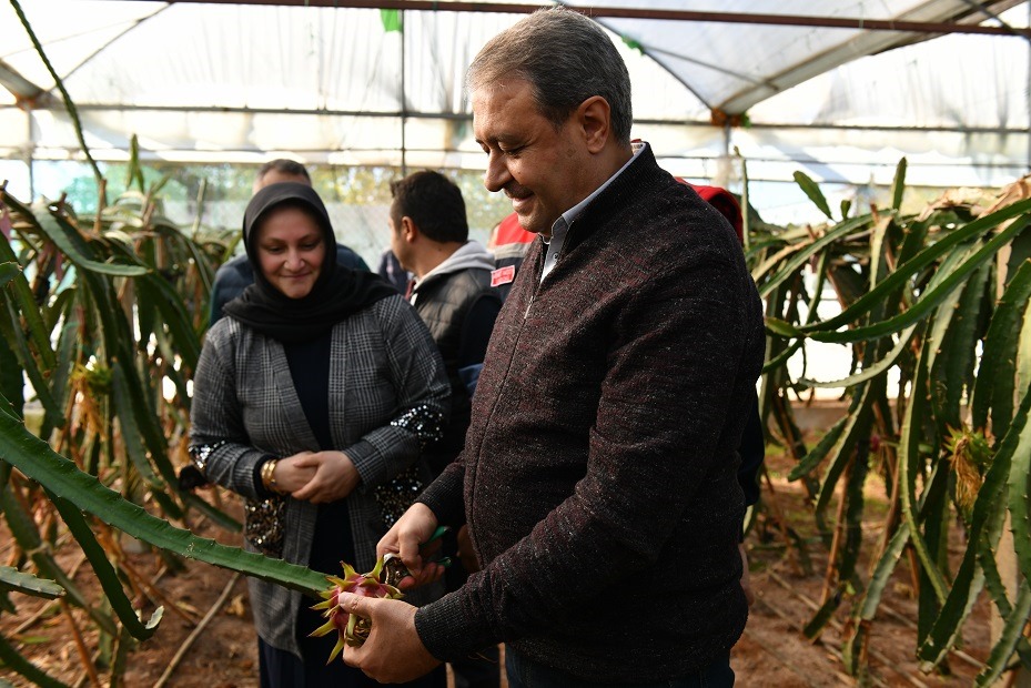 Şanlıurfa'da Ejder Meyvesi Üretilmeye Başlandı-7