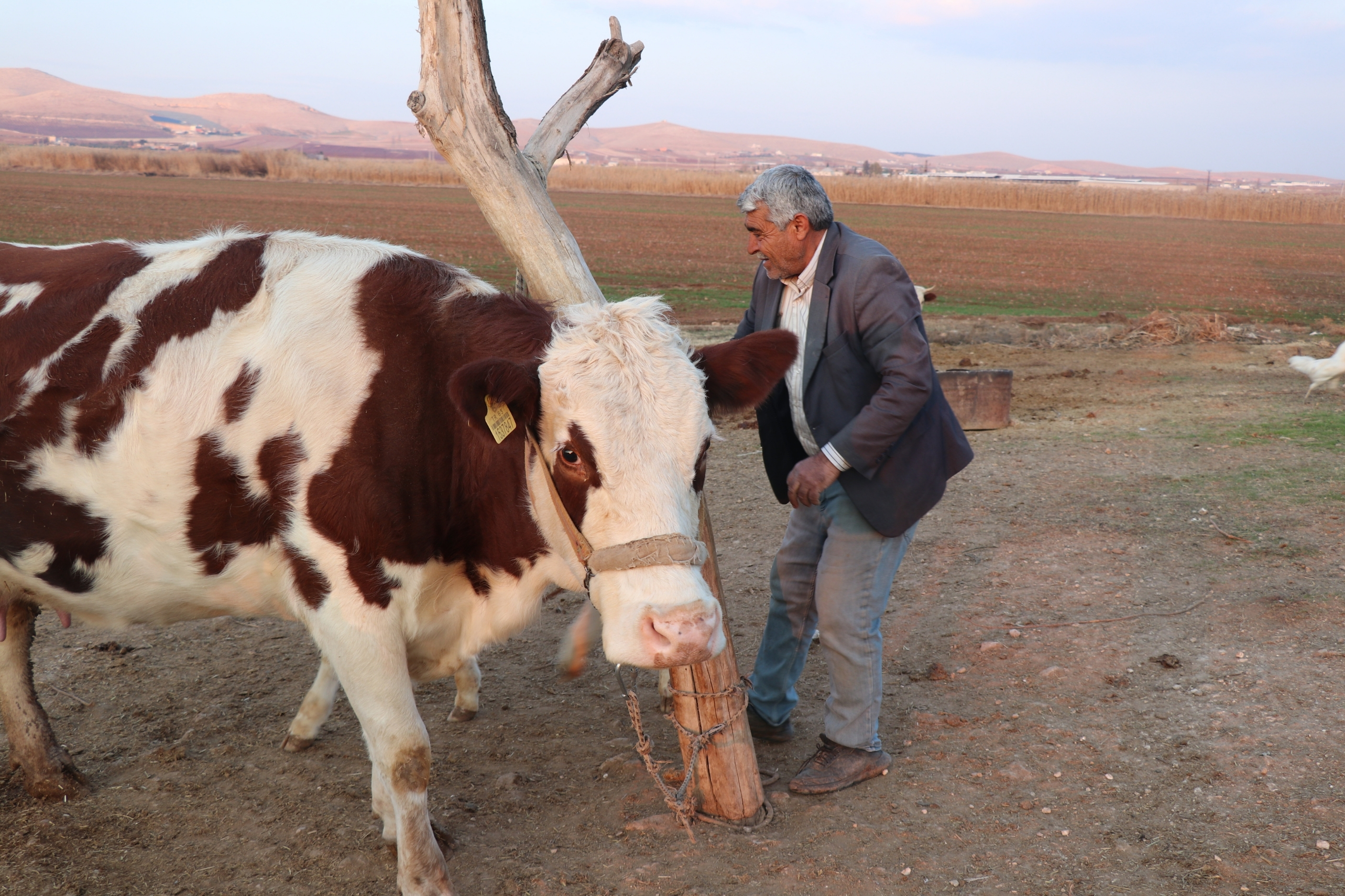 Şanlıurfa’da Süt Ürünleri Yapım Serüveni (6)