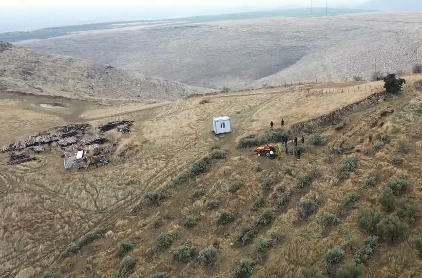 Göbeklitepe Zeytin Ağaçları